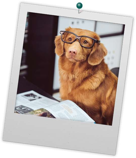 Gallery Glasses Dog 3